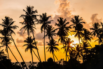 Fototapeta premium silhouettes of palm trees on a sunset background in the tropics