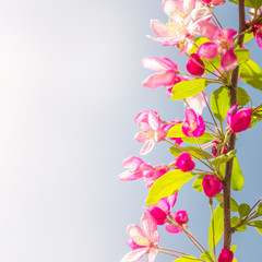 Obraz na płótnie Canvas Gorgeous Spring cherry flowers at smooth background