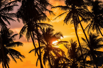 silhouettes of palm trees on a sunset background in the tropics