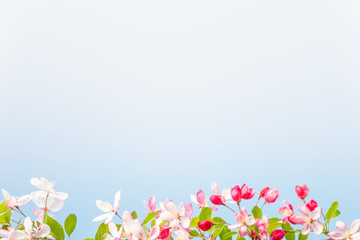 Obraz na płótnie Canvas Gorgeous Spring cherry flowers at smooth background