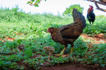 カウアイ島の野生のニワトリ
