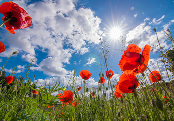 Poppies