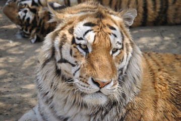 Fototapeta na wymiar Tigers in China