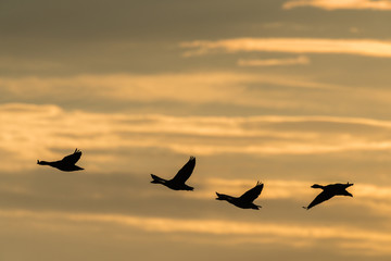 Fototapeta na wymiar greylag goose geese, anser anser