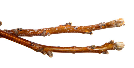 Branch of a nut tree with cones on an isolated white background.