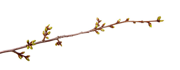 Cherry tree branch with swollen buds on isolated white background. - 202940548