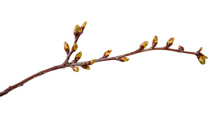 Cherry tree branch with swollen buds on isolated white background. - 202940576
