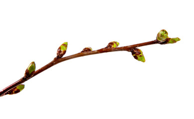 Cherry tree branch with swollen buds on isolated white background. - 202940596
