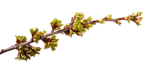 Cherry tree branch with blossoming foliage on isolated white background.