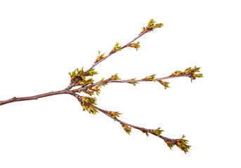 Cherry tree branch with blossoming foliage on isolated white background.