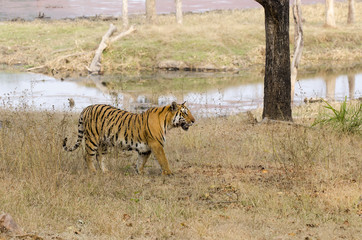Obraz na płótnie Canvas An adult tiger patrolling its territory on a cold winter morning inside pench national park
