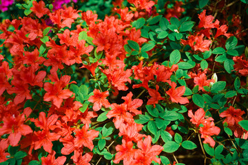 Beautiful background with red flowers