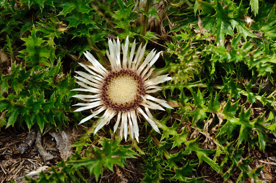 Silberdistel