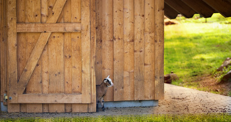 Neuegieriger kleiner Ziegenbock schaut hinter der Tür hervor raus