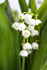 Muguet