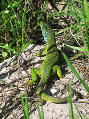 European green lizard lacerta viridis in the grass