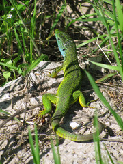 Naklejka na ściany i meble European green lizard lacerta viridis in the grass