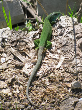 Juvenile Green lizard lacerta viridis turning green from top to tail