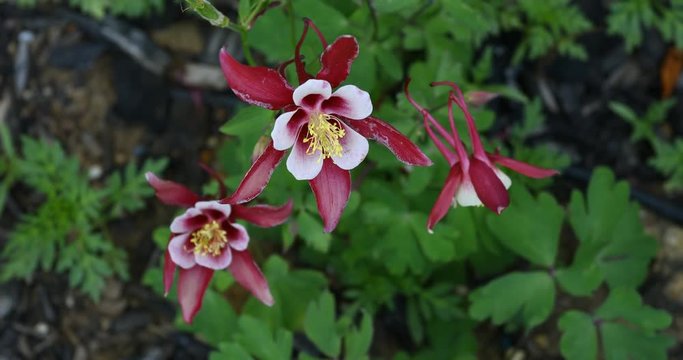 Pink and white columbine flowers.