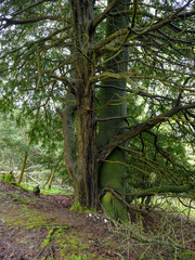 An unusual arborial symbiosis whereby an ancient yew and beech tree have grown together entwined - in Ashdown Hanger, near Petersfield in the South Downs national park, Hampshire, UK