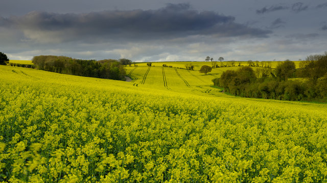 Spring afternoon sunlight on yellow fields of rape seed on the South Downs near Chidden, Hampshire, UK