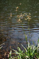 luzule en fleur au bord d'une rivière