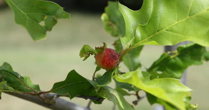 Gall growth on an Oak Tree from a wasp. A spider crawls on the growth. 