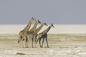 Giraffes in Etosha salt pan in Namibia. - obrazy, fototapety, plakaty