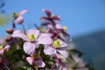 Clematis montana, Waldrebe, Kletterpflanze