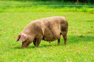 Pig portrait. Pig at pig farm