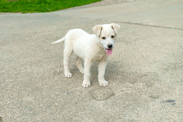 white  puppy. puppy outdoors on a sunny day