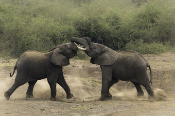 Fototapeta premium Elephant(s) in Uganda at the river of NP Queen Elizabeth