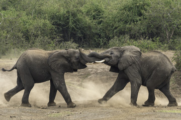 Elephant(s) in Uganda at the river of NP Queen Elizabeth