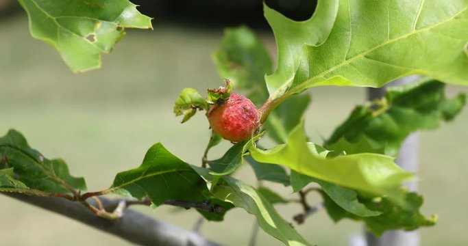 Gall growth on an Oak Tree from a wasp.  