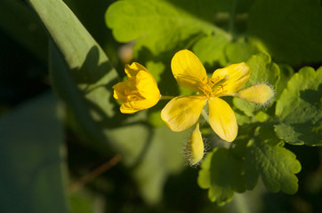 yellow flower celandine in the garden