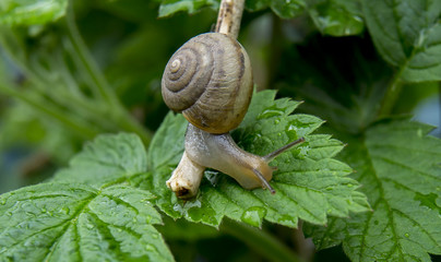 snail