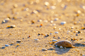 Fototapeta na wymiar Closeup beautiful photo of sand with stones and seashell on beach beyond ocean. Sunny summer good mood macro texture of seaside elements. Relaxation on vacation on shore. Travel and toirism.
