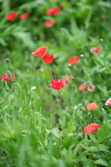 赤いポピーの花