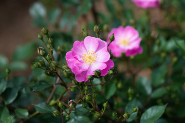 ピンクの一重咲きのばら「ラベンダードリーム」の花のアップ