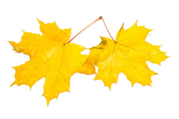 Autumn maple leaves isolated on white background. Falling foliage. Flat lay, top view, creative concept