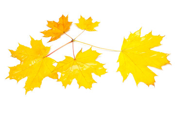 Autumn maple leaves isolated on white background. Falling foliage. Flat lay, top view, creative concept