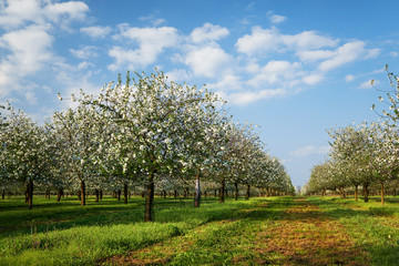 Fototapeta na wymiar Beautiful cherry trees in blossom, springtime view of blossoming garden.