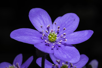 Hepatica nobilis, liverleaf, is a species of flowering plant, a herbaceous perennial in the buttercup family Ranunculaceae