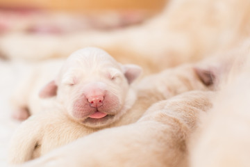 Sleeping white newborn puppy with tonque out of golden retriever