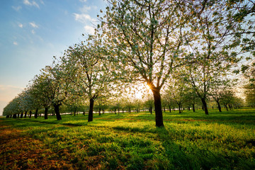 Naklejka premium Beautiful cherry orchard at sunset, spring view of the blooming garden.