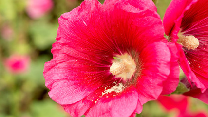 Close up of a pollen of red Hollyhocks flower.