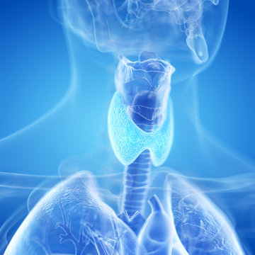 3d rendered, medically accurate illustration of the thyroid gland