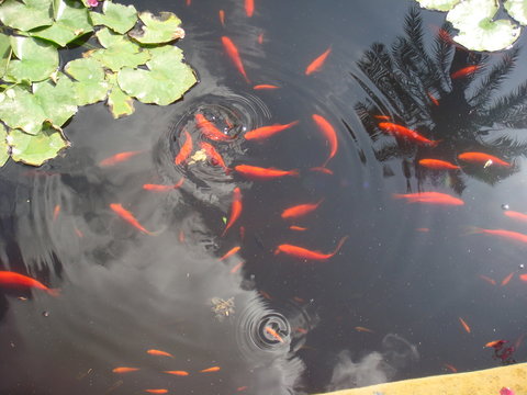 Fish in a pond in Marrakech © Yesac