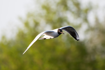 Lachmöwe (Chroicocephalus ridibundus)