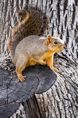 Cute squirrel on the tree close up